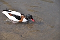 shelduck, shelducks-8